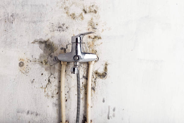 Best Office Mold Removal Services  in Fox Point, WI