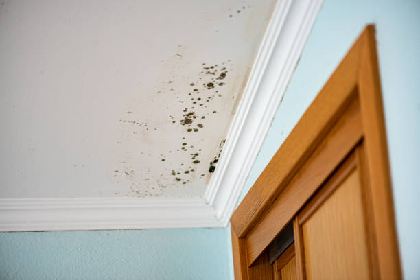Best Mold Testing  in Fox Point, WI