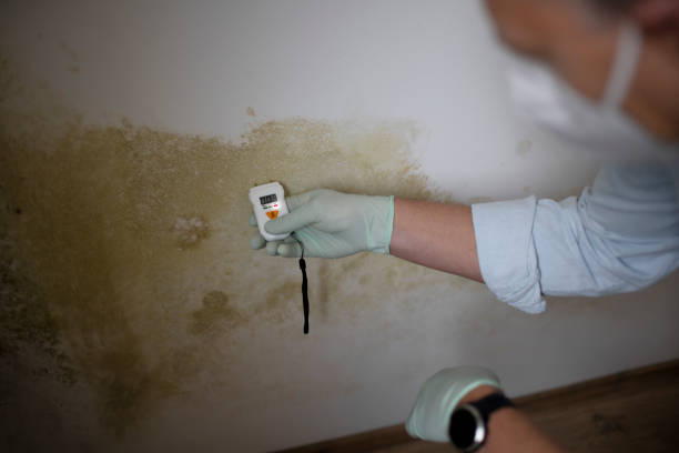 Best Mold Removal Company Near Me  in Fox Point, WI