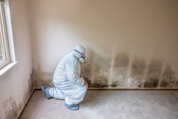 Best Office Mold Removal Services  in Fox Point, WI