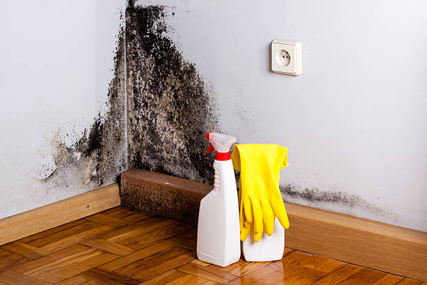 Best Local Mold Removal Service  in Fox Point, WI