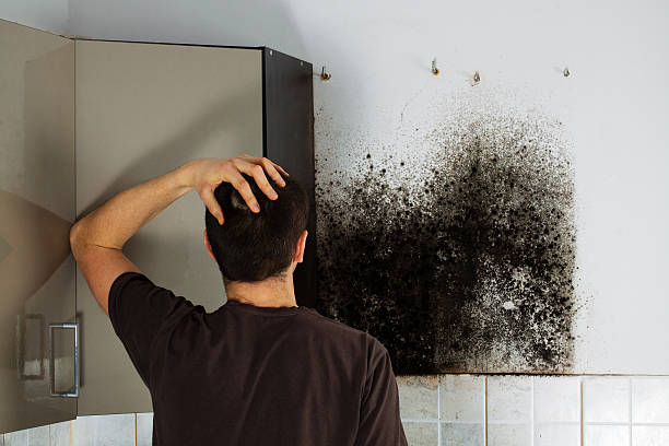 Best Toxic Mold Removal  in Fox Point, WI
