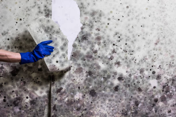 Best Black Mold Removal  in Fox Point, WI