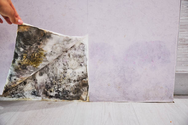Best Mold Removal Company Near Me  in Fox Point, WI